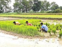 damaged crops due to unexpected rains march 2023