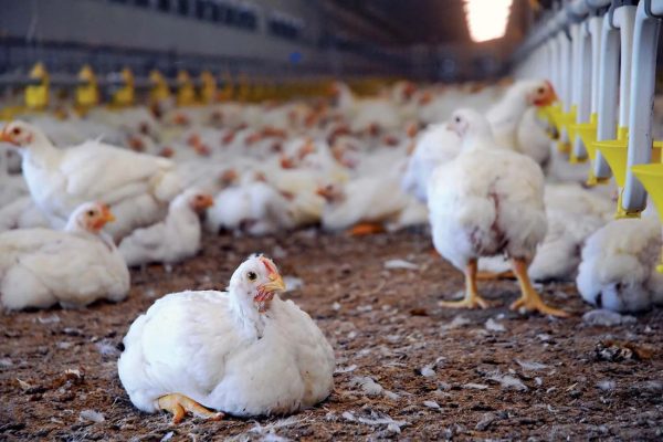 poultry farming in Bihar