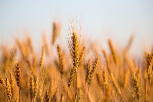 wheat procurement bonus