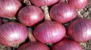 Onion prices