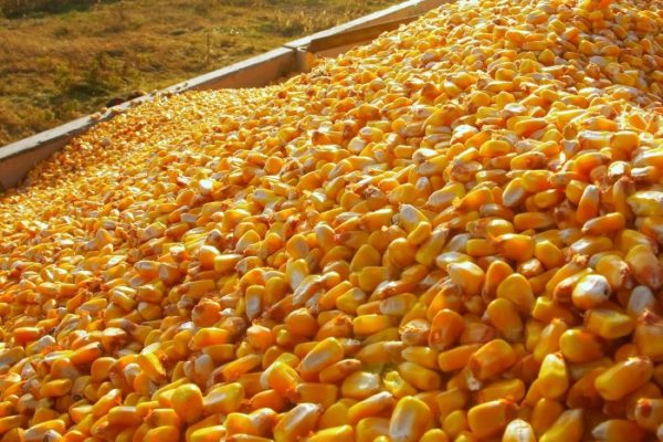 maize MSP guarantee