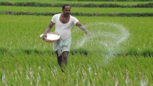 Paddy production