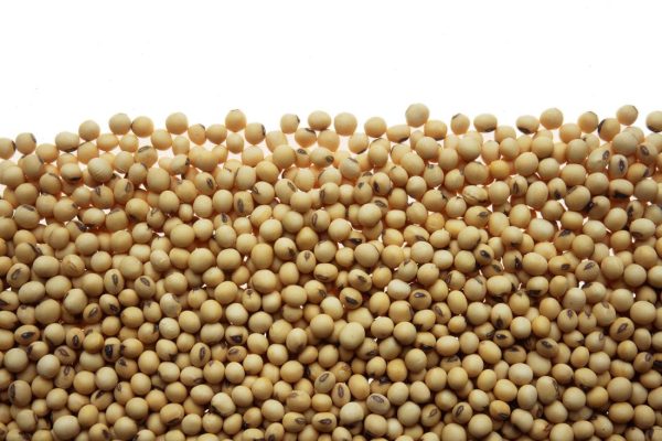 Soybean Price