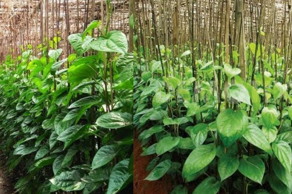 betel cultivation