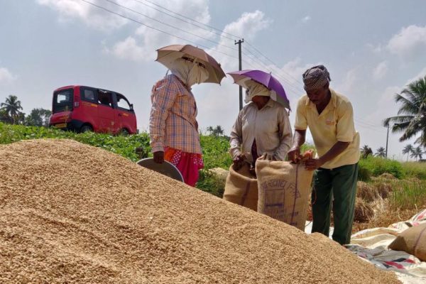 Paddy farmers