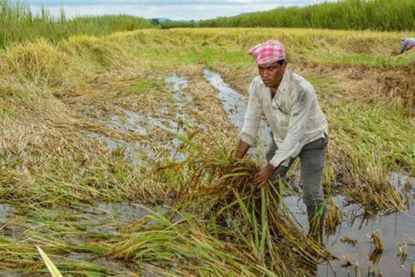 Paddy harvesting