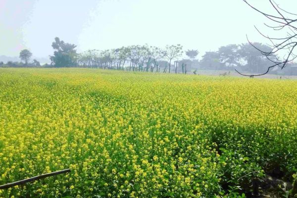 mustard production in Rabi season